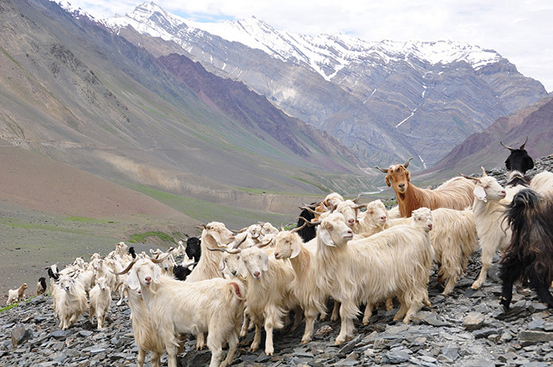 Cashmere goat, Himalaya, Himachal Pradesh, India -By Jelle Visser