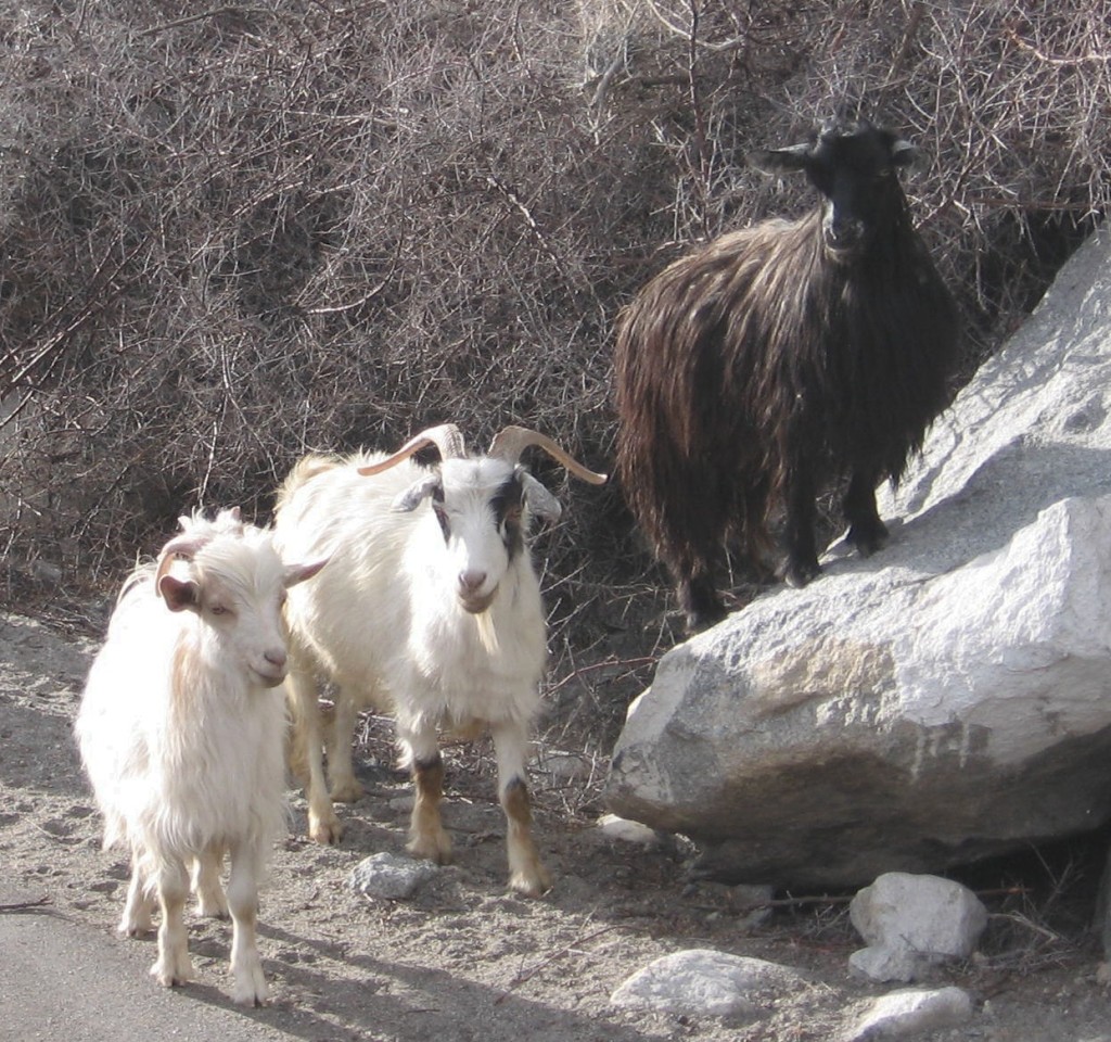 Pashmina Goat. Image source: Wikipedia