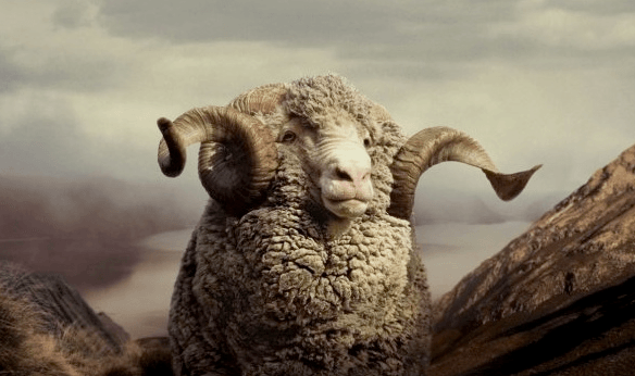 Merino Sheep