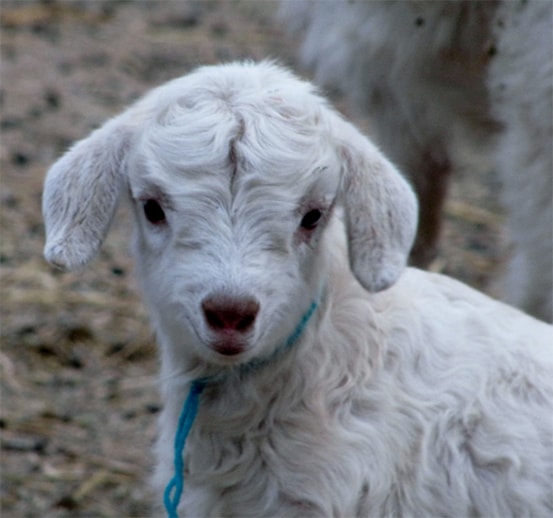 Baby Cashmere Goat