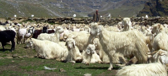 Nepalese Pashmina Goats