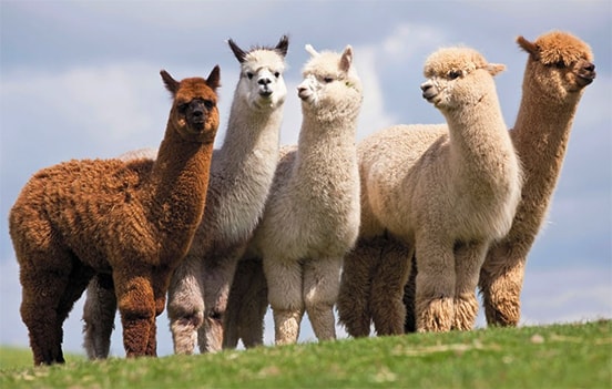 Alpaca animals