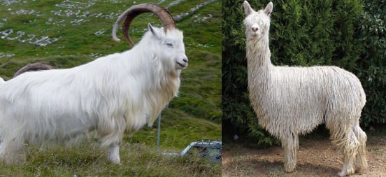 Difference between cashmere and alpaca