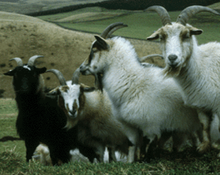 Scottish cashmere goats