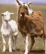 Cashmere Goats - Scottish